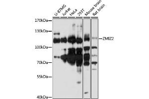 Western blot analysis of extracts of various cell lines, using ZMIZ2 antibody (ABIN7271562) at 1:1000 dilution.