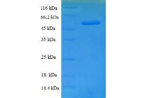 TXNL1 Protein (AA 2-289) (His-SUMO Tag)