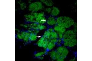 Immunohistochemistry (IHC) image for anti-Neural Cell Adhesion Molecule 1 (NCAM1) (AA 261-276), (Extracellular) antibody (Atto 488) (ABIN7043351)