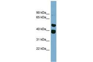 Image no. 1 for anti-Tripartite Motif Containing 49 (TRIM49) (AA 359-408) antibody (ABIN6744234) (TRIM49 抗体  (AA 359-408))
