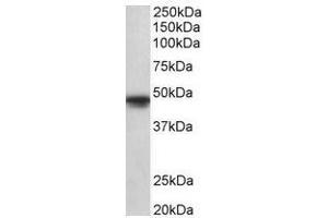AP31696PU-N (1µg/ml) staining of A549 lysate (35µg protein in RIPA buffer). (POU3F1 抗体  (Internal Region))