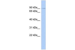 WB Suggested Anti-ZNF510 Antibody Titration:  0. (ZNF510 抗体  (N-Term))