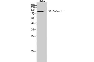 Western Blot analysis of Hela cells using VE-Cadherin Polyclonal Antibody. (Cadherin 5 抗体  (Internal Region))