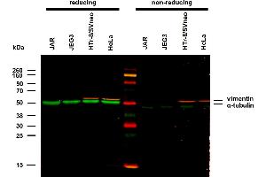 alpha Tubulin 抗体