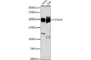Western blot analysis of extracts of various cell lines, using OTUD4 antibody (ABIN7269121) at 1:1000 dilution. (OTUD4 抗体  (AA 200-500))