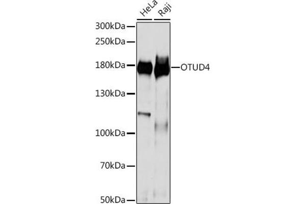 OTUD4 抗体  (AA 200-500)