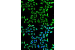 Immunofluorescence analysis of U2OS cells using DNAJA3 antibody (ABIN6292022).