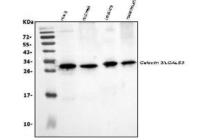 Western blot analysis of Galectin 3/LGALS3 using anti-Galectin 3/LGALS3 antibody (ABIN3043400). (Galectin 3 抗体  (AA 153-264))
