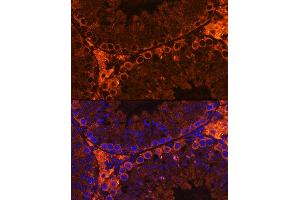 Immunofluorescence analysis of Mouse testis using CF Rabbit pAb (ABIN7266399) at dilution of 1:100. (CFAP61 抗体)