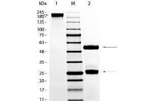 SDS-PAGE of Goat Gamma Globulin Fraction. (gamma Globulin Fraction 蛋白)