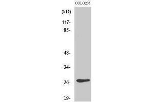 anti-Olfactory Receptor 5D3 (Internal Region) antibody