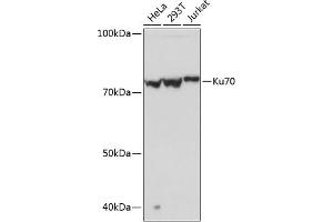 Western blot analysis of extracts of various cell lines, using Ku70 Rabbit mAb (ABIN7271407) at 1:1000 dilution. (XRCC6 抗体)