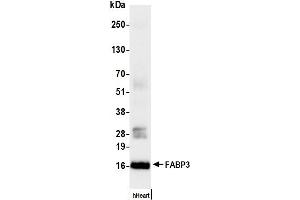 Western Blotting (WB) image for anti-Fatty Acid Binding Protein 3, Muscle and Heart (FABP3) antibody (ABIN7795610)
