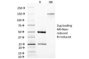 SDS-PAGE Analysis of Purified, BSA-Free MAML3 Antibody (clone MAML3/1303).