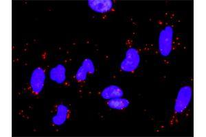 Proximity Ligation Analysis of protein-protein interactions between LAMA5 and LAMC1. (Laminin gamma 1 抗体  (AA 1-38))