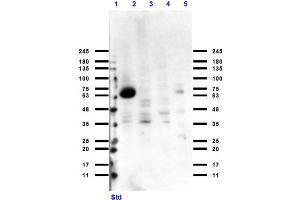 Western Blot of Rabbit Anti-Cytochrome p450 Antibody Western Blot of Rabbit Anti-Cytochrome p450 Antibody. (Cytochrome P450 抗体)