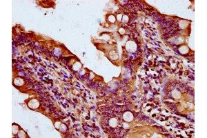 IHC image of ABIN7170939 diluted at 1:400 and staining in paraffin-embedded human small intestine tissue performed on a Leica BondTM system. (QSOX1 抗体  (AA 101-175))