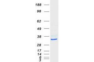 Western Blotting (WB) image for ClpP Caseinolytic Peptidase, ATP-Dependent, Proteolytic Subunit Homolog (E. Coli) (CLPP) protein (Myc-DYKDDDDK Tag) (ABIN2712887)