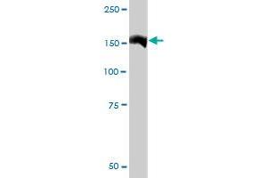 QARS MaxPab rabbit polyclonal antibody. (QARS 抗体  (AA 1-775))