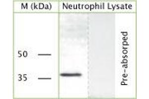 WB on human neutrophil lysate using Sheep antibody to c-terminal of GAPDH (Glyceraldehyde 3 phosphate dehydrogenase): IgG (ABIN350330) at a concentration of 20 µg/ml. (GAPDH 抗体  (C-Term))