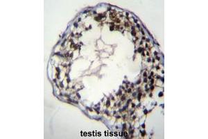 C7orf63 Antibody (N-term) immunohistochemistry analysis in formalin fixed and paraffin embedded human testis tissue followed by peroxidase conjugation of the secondary antibody and DAB staining. (C7orf63 抗体  (N-Term))