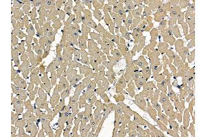 ABIN7097181 and ABIN7101249 at 1/100 staining rat heart tissue by IHC-P. (LRGUK 抗体)
