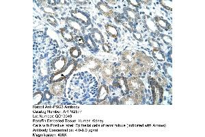 Human kidney (PSG3 抗体  (N-Term))