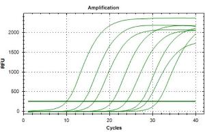 Polymerase Chain Reaction (PCR) image for Met Proto-Oncogene (MET) IQ-ELISA Kit (ABIN5680031) (c-MET IQ-ELISA 试剂盒)