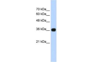 Western Blotting (WB) image for anti-Canopy 3 Homolog (CNPY3) antibody (ABIN2460947) (TNRC5 抗体)