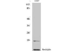 Western Blot (WB) analysis of specific cells using Neddylin Polyclonal Antibody.