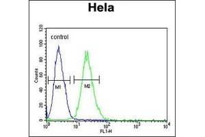 Flow Cytometric analysis of HeLa cells (right histogram) compared to a negative control cell (left histogram) using RPL31 Antibody (Center) Cat. (RPL31 抗体  (Middle Region))
