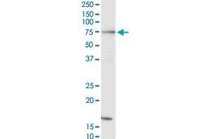 Western Blotting (WB) image for anti-V-Raf-1 Murine Leukemia Viral Oncogene Homolog 1 (RAF1) (AA 1-130) antibody (ABIN519618)