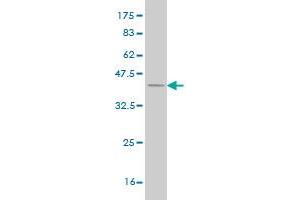 Western Blotting (WB) image for anti-SGT1, Suppressor of G2 Allele of SKP1 (SUGT1) (AA 151-260) antibody (ABIN564734)