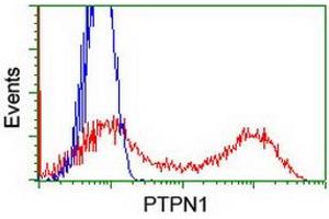 Image no. 3 for anti-Protein tyrosine Phosphatase, Non-Receptor Type 1 (PTPN1) antibody (ABIN1500495) (PTPN1 抗体)