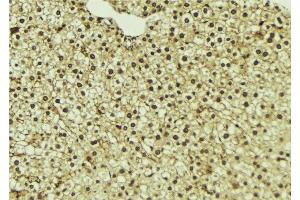 ABIN6273338 at 1/100 staining Mouse liver tissue by IHC-P. (UFD1L 抗体  (Internal Region))