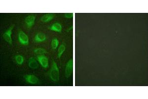 Peptide - +Immunofluorescence analysis of HeLa cells, using Calnexin (Ab-583) antibody. (Calnexin 抗体  (pSer583))