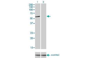 Western Blotting (WB) image for anti-CLK3 (CLK3) (AA 36-136) antibody (ABIN598615) (CLK3 抗体  (AA 36-136))
