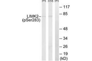 Western Blotting (WB) image for anti-LIM Domain Kinase 2 (LIMK2) (AA 249-298), (pSer283) antibody (ABIN482630) (LIMK2 抗体  (pSer283))