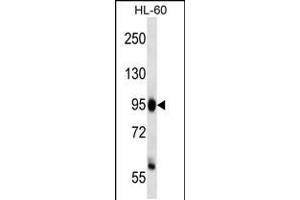 Western blot analysis in HL-60 cell line lysates (35ug/lane). (ZHX3 抗体  (C-Term))