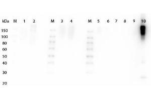 Western Blot of Goat anti-Fab2 Mouse IgG Antibody Peroxidase Conjugated Pre-Absorbed.