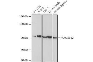 Western blot analysis of extracts of various cell lines, using FB2 antibody (ABIN3017558, ABIN3017559, ABIN3017560 and ABIN6220153) at 1:1000 dilution. (FAM160B2 抗体  (AA 420-520))