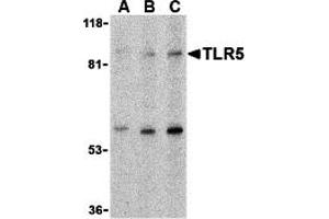 Western Blotting (WB) image for anti-Toll-Like Receptor 5 (TLR5) (C-Term) antibody (ABIN1030745) (TLR5 抗体  (C-Term))