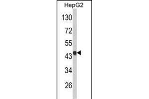 Western blot analysis of VPS26A Antibody (Center) (ABIN652668 and ABIN2842449) in HepG2 cell line lysates (35 μg/lane). (VPS26A 抗体  (AA 263-291))