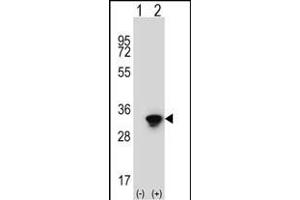 Western blot analysis of ELAVL1 (arrow) using rabbit polyclonal ELAVL1 Antibody (ABIN652911 and ABIN2842587). (ELAVL1 抗体)