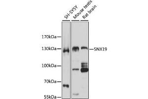 Western blot analysis of extracts of various cell lines, using SNX19 antibody (ABIN1876436) at 1:3000 dilution. (SNX19 抗体)