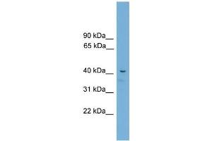 Mouse Muscle; WB Suggested Anti-Acd Antibody Titration: 0. (ACD 抗体  (C-Term))