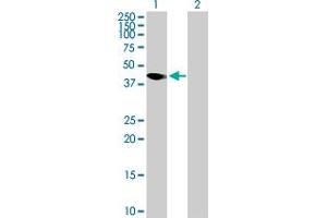 Western Blot analysis of AMICA1 expression in transfected 293T cell line by AMICA1 MaxPab polyclonal antibody. (JAML 抗体  (AA 1-355))