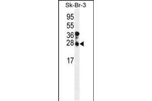 Western blot analysis of CHMP4B Antibody in SK-BR-3 cell line lysates (35ug/lane) (CHMP4B 抗体  (N-Term))