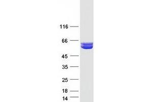 Western Blotting (WB) image for Aldehyde Dehydrogenase 9 Family, Member A1 (ALDH9A1) protein (Myc-DYKDDDDK Tag) (ABIN2714553)
