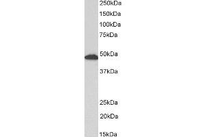 ABIN2562804 (0. (GFAP 抗体  (C-Term))